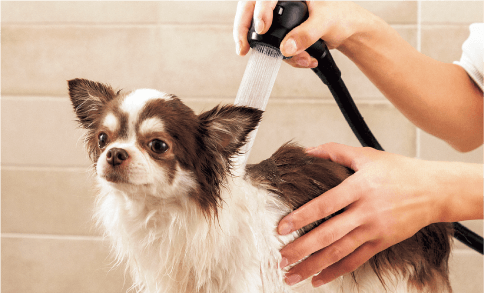 写真：犬がファインバブルヴィーナを浴びる様子