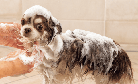 写真：犬がシャンプーをしている様子