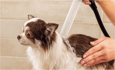 写真：犬がウルトラファインバブルヴィーナを浴びる様子