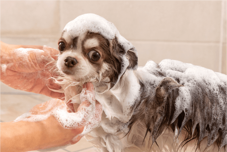 写真：VEENAでペットを洗う様子